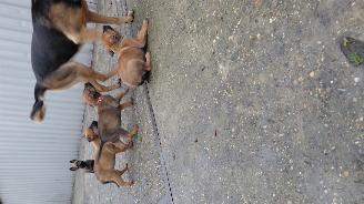 Alle  Mechelse herder x duitse herder pups picture 18