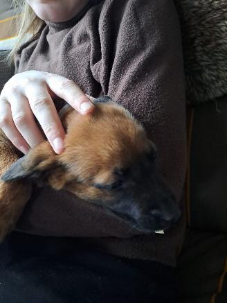 Alle  Mechelse herder x duitse herder pups picture 6