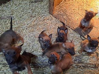 Alle  Mechelse herder x duitse herder pups picture 12