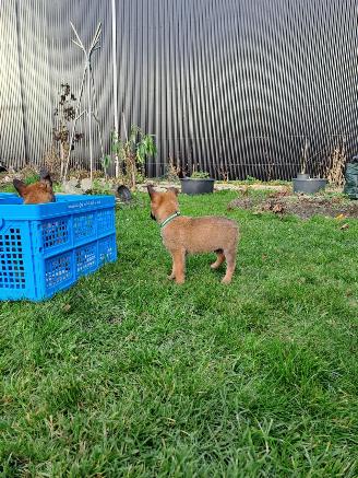 Alle  Mechelse herder x duitse herder pups picture 14
