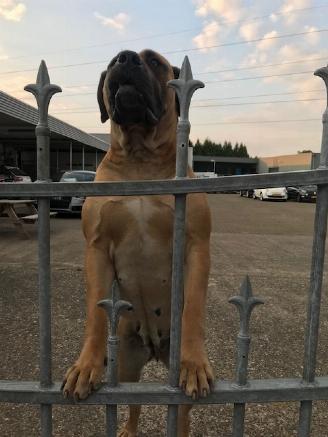 ojeté vozy osobní automobily Bentley CX-7 Security 2019/9